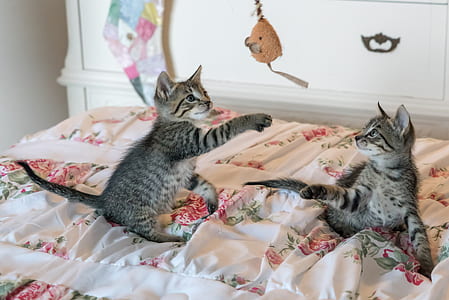Tabby Kittens on Floral Comforter thumbnail