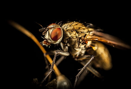 macro photography of brown fly thumbnail