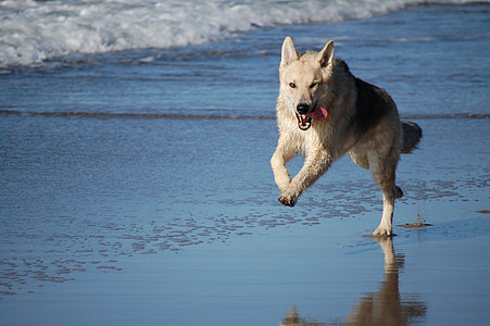 black and brown wolf running on body of water thumbnail