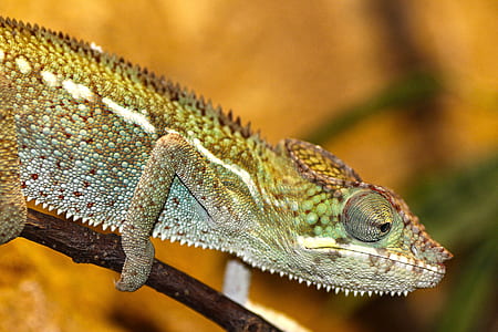 Green and Gray Chameleon thumbnail