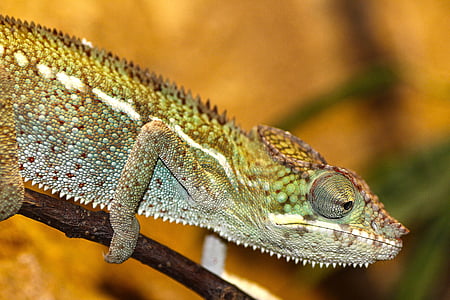 selective focus photography of green chameleon thumbnail