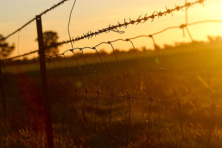 hog and barbed wire fence during golden hour thumbnail