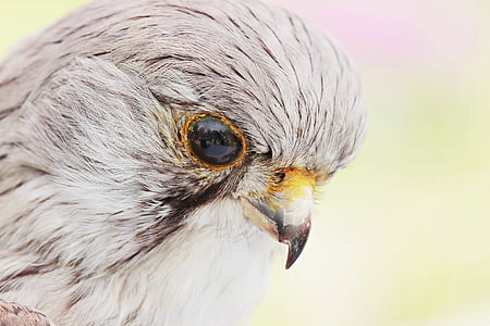 close-up photography of grey falcon thumbnail