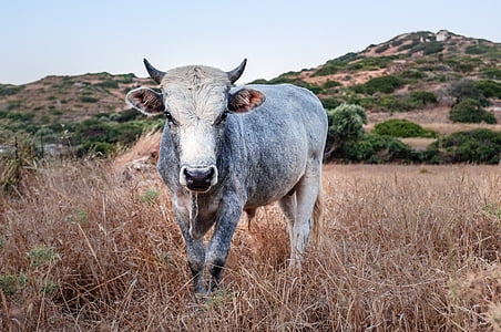 white and gray cattle on open field thumbnail
