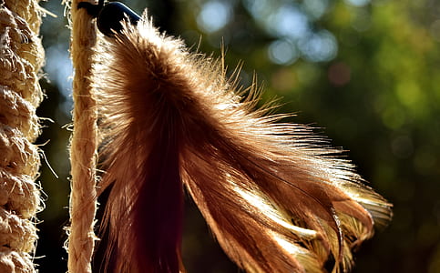 closeup photo of brown flower thumbnail