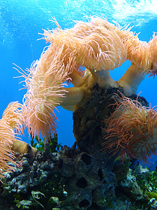 sea creature under the sea thumbnail