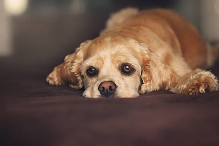 long-coated brown puppy lying down thumbnail