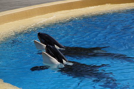 two dolphins thumbnail