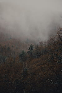 trees under fog thumbnail