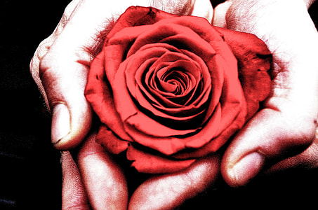 macro photography hands holding red rose thumbnail