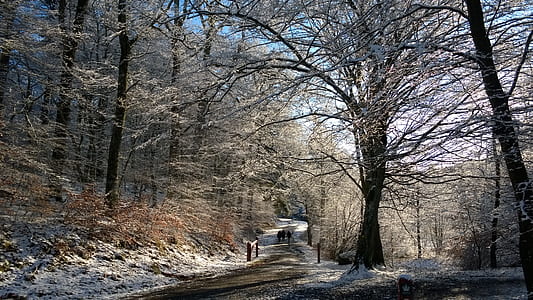 leafless tree near road photo thumbnail