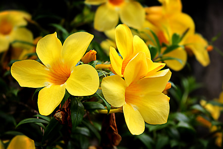 Flowers thumbnail