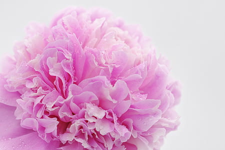 shallow focus photography of pink flower thumbnail