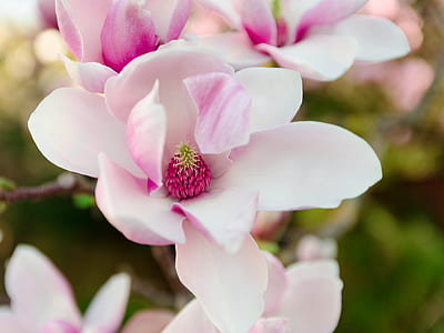 white and pink petaled flower at daytime thumbnail
