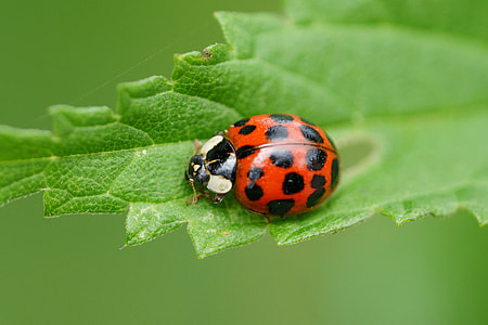 red and white beetle on green leaf thumbnail
