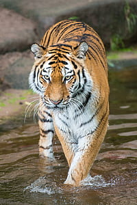 brown and white tiger thumbnail