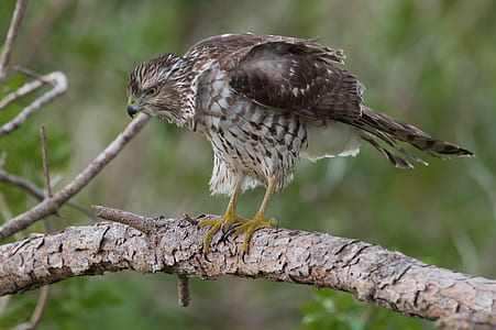 white, brown, and black bird of prey standing on tree branch thumbnail