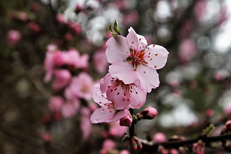 shallow focus photography of pink flower thumbnail