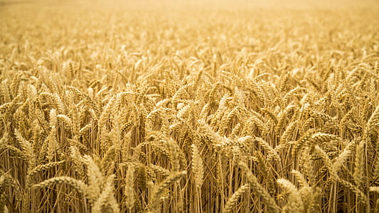 close-up photography of wheat field during daytime thumbnail