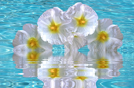 yellow-and-white flowers in body of water thumbnail