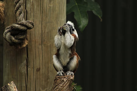 white and black primate sitting on wood log thumbnail
