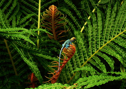 selective focus photo of green fern plant thumbnail