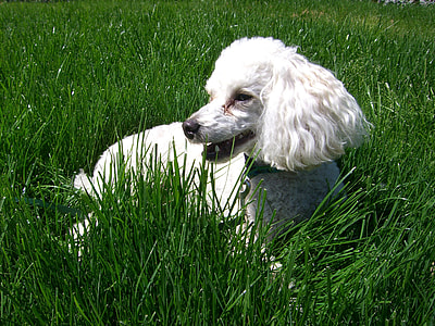 white American cocker spaniel on field during daytime thumbnail