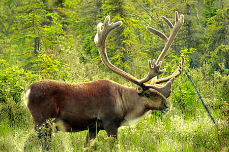 brown reindeer beside trees at daytime thumbnail