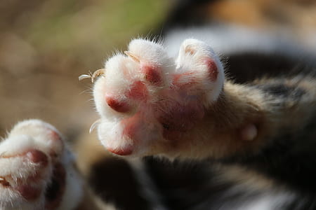closeup view of black and white animal paw thumbnail