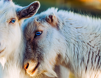 closed up photography of two white goats thumbnail