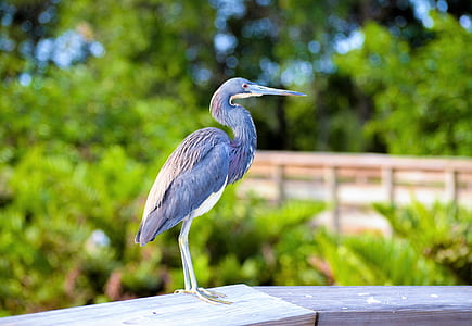 green heron perching on gray concrete wall thumbnail