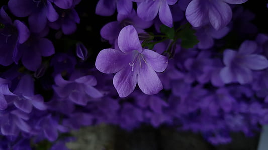 closeup photography of purple Browallia flower thumbnail
