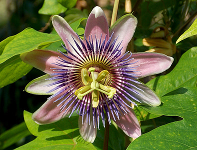 pink-and-purple flower thumbnail