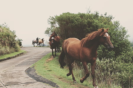 five horses on green grass fields thumbnail