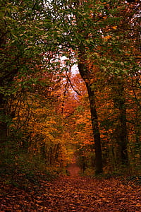 landscape photography of forest trail thumbnail