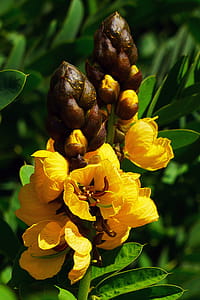 Popcorn Cassia didymobotrya plant is a fast growing, drought tolerant, tropical plant. Popcorn plant is native to central and eastern Africa and is classified in the pea family of plants. thumbnail