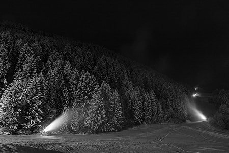 grayscale photography of trees at nighttime thumbnail