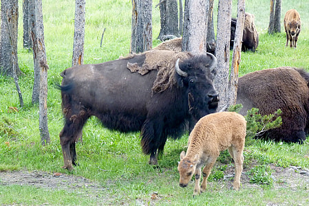 black ox standing beside brown deer thumbnail