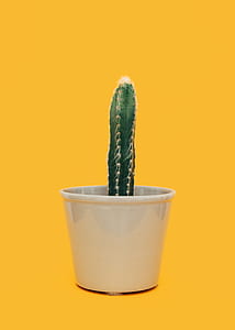 green cactus on gray pot thumbnail