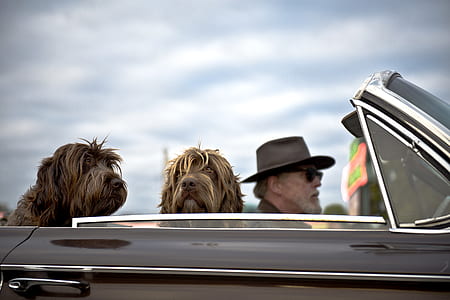 man driving a car with two wire-haired dogs at daytime thumbnail