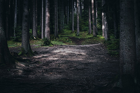 sun shades passing through trees in the middle of the forest thumbnail