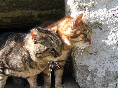 two cats thumbnail
