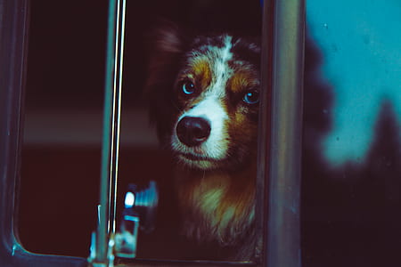 Australian shepherd inside car thumbnail
