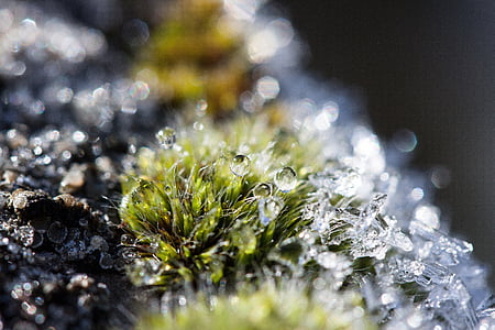 hoarfrost, moss, winter, snow, cold, transition thumbnail