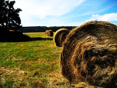 three aligned roll of hays at field thumbnail