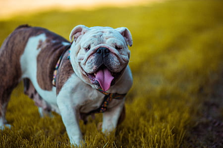 short-coated dog on grass thumbnail