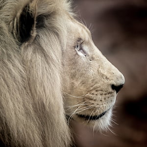 shallow focus photography of brown lion thumbnail