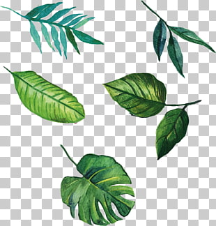 Leaf Euclidean , hand-painted leaves, five green leaves illustration PNG clipart