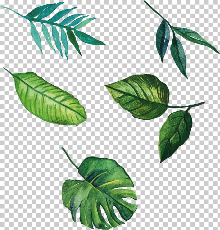 Leaf Euclidean , hand-painted leaves, five green leaves illustration PNG clipart