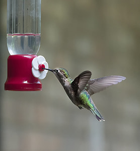 green and gray hummingbird sipping water during daytime thumbnail